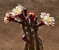 Cactus en fleur