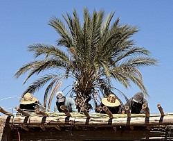 L’équipe du tamelast en plein ouvrage à la réalisation du toit de la pergola
