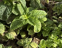 Plantes aromatiques