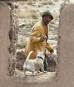 Notre imposant chien de garde