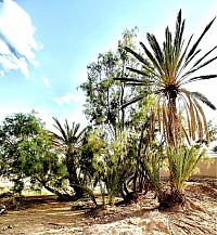 Palmeraie de Skoura