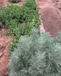 Jardin de plantes aromatiques