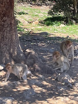 Singes