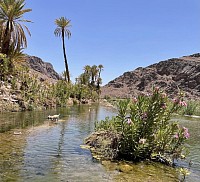 Oasis