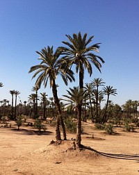Palmeraie de Skoura