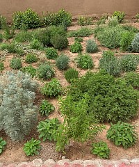 Jardin de plantes aromatiques