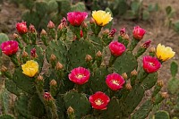 Cactus en fleur
