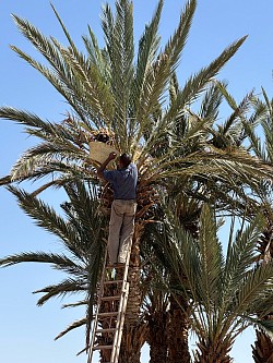 Cueillette des dates