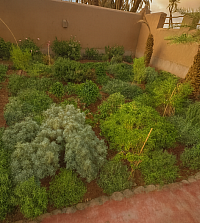 Jardin de plantes aromatiques