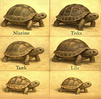 Les tortues