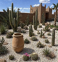 Cactus