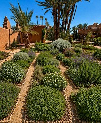 Herbes aromatiques